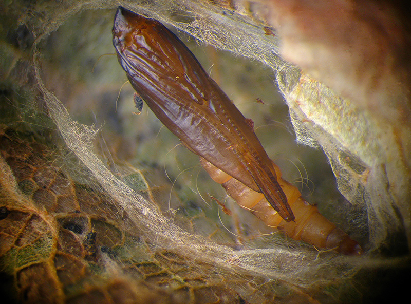 Lithocolletis (Phyllonorycter) platani